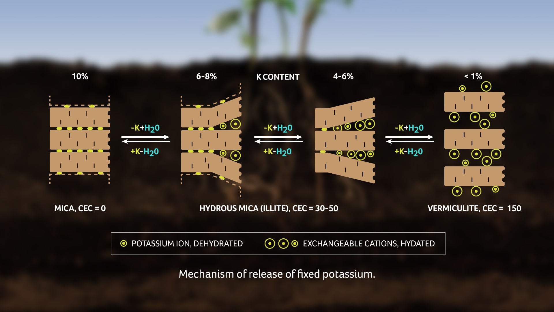 Schematics of each clay type showing both surface held potassium and fixed potassium within layers (adapted from Soil Management)