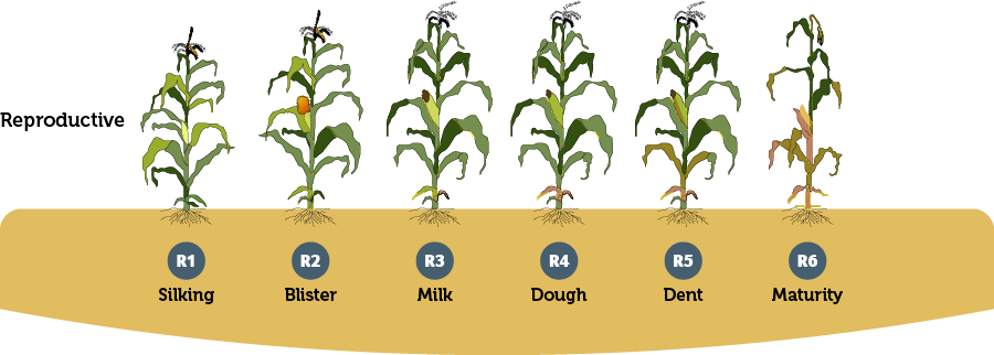 Corn Growth Infographic - Reproductive
