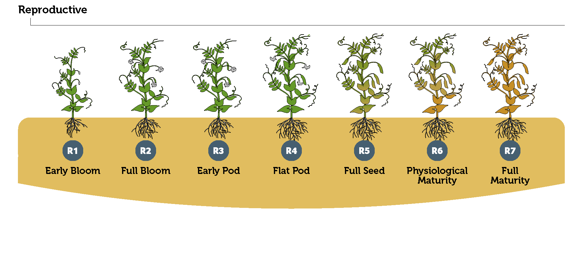 Pulses Tissue and Growth Infographic