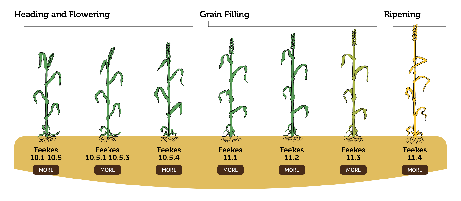 Wheat Growth Infographic - Heading and Flowering, Grain Filling, and Ripening