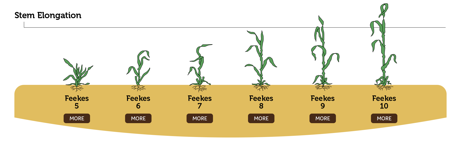 Wheat Growth Infographic - Stem Elongation
