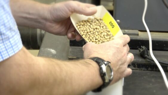 Testing Soybean Grains for Potassium Deficiency