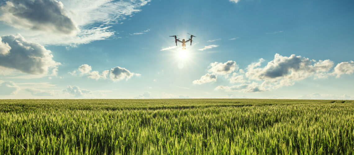 Flying drone and green wheat field.