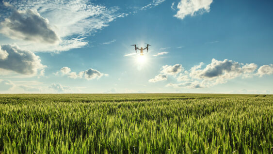 Flying drone and green wheat field.
