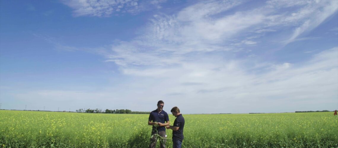 Two agronomists talking in a field of yellow flowers.