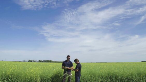 Two agronomists talking in a field of yellow flowers.