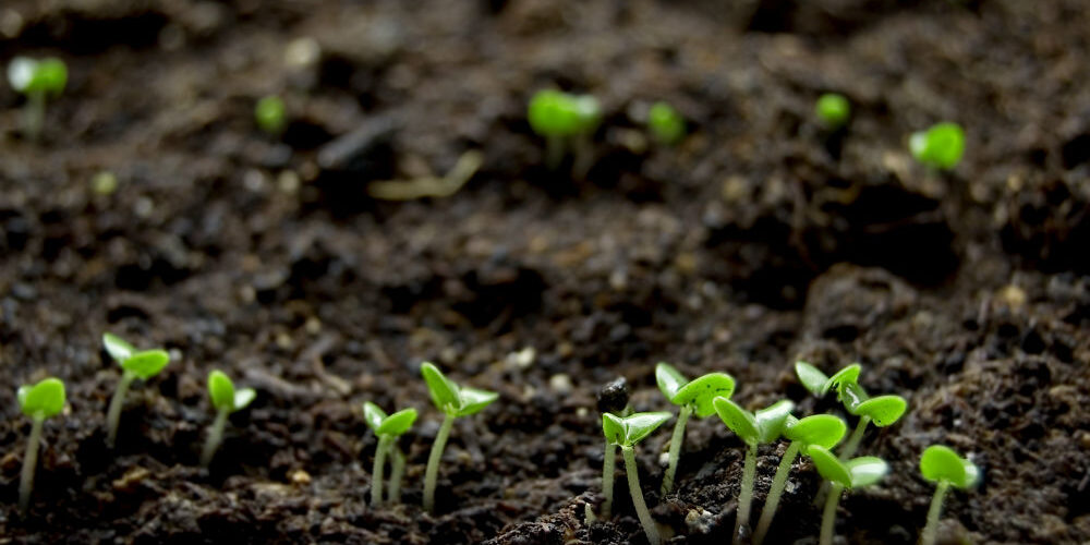 Small seedlings poking out of healthy black soil.