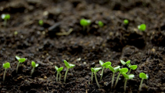 Small seedlings poking out of healthy black soil.