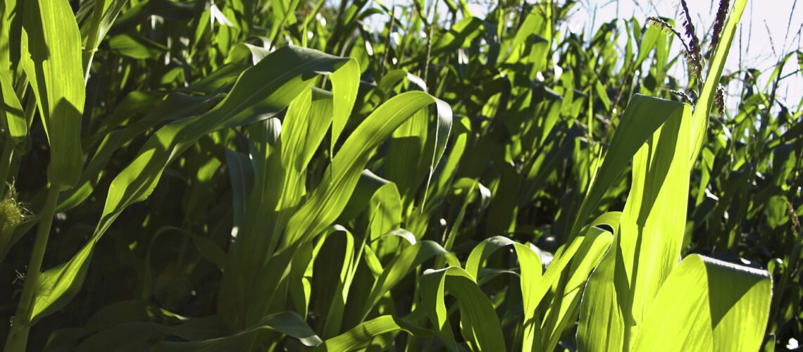 A cornfield on a sunny day. Used a Pol-Filter for the contrast.