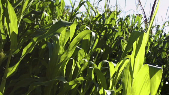A cornfield on a sunny day. Used a Pol-Filter for the contrast.