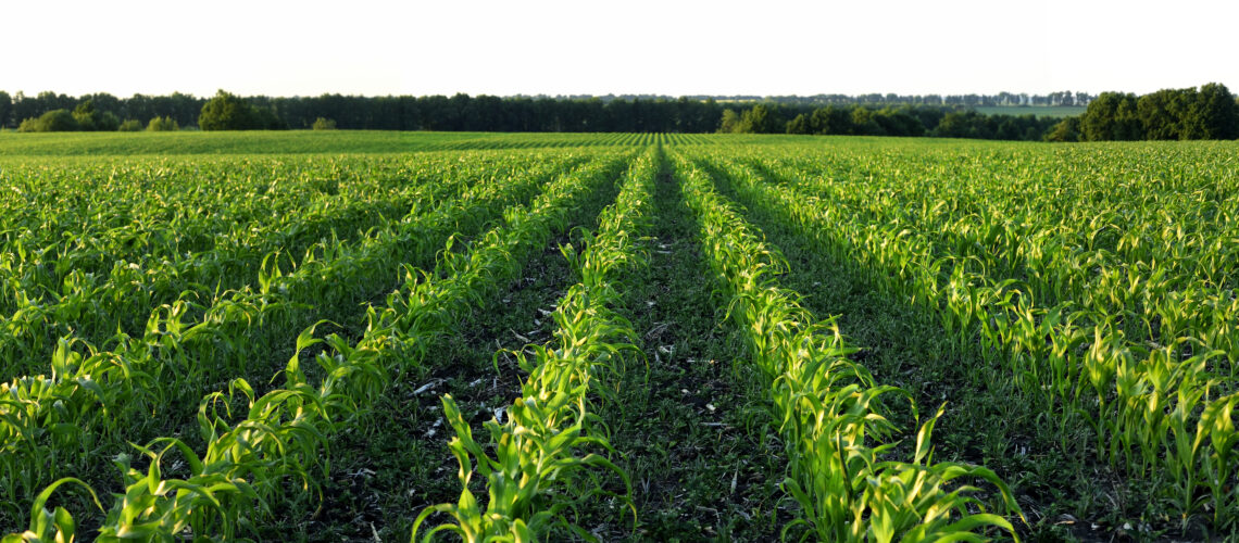 A young green corn field.