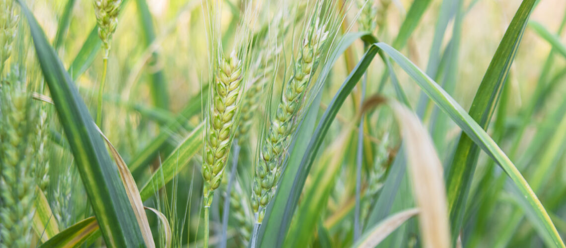 Yellow spikelets of wheat in green grass.