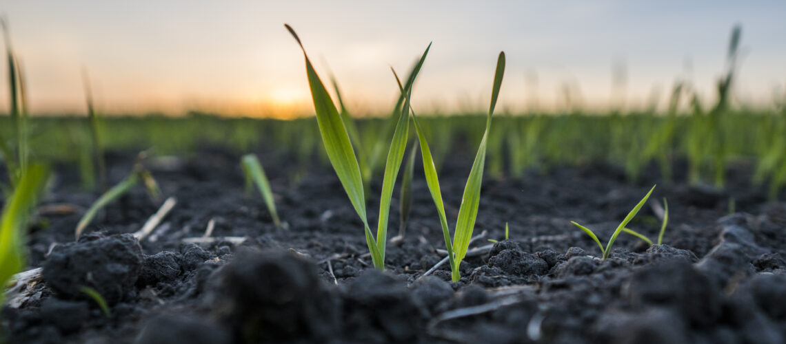 Young wheat seedlings growing in a field.