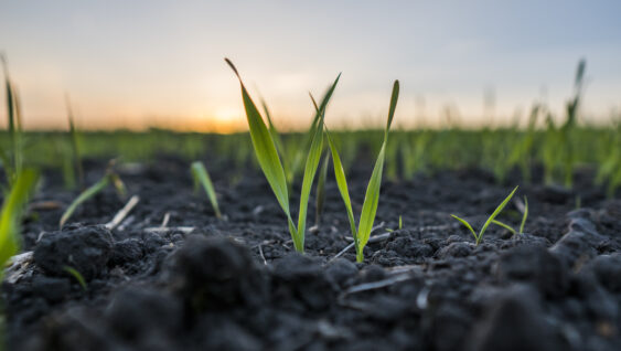 Young wheat seedlings growing in a field.