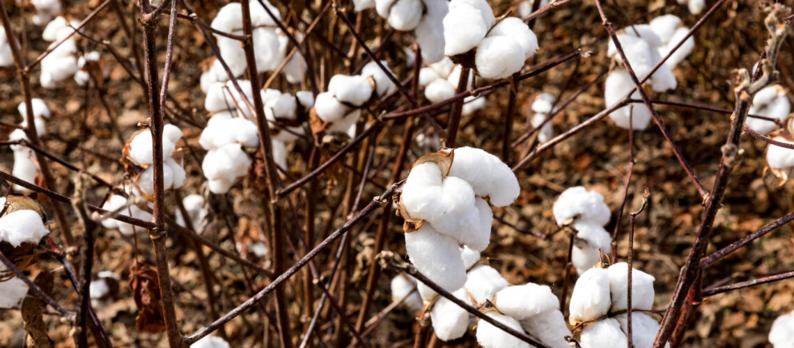 A close up of mature cotton plants.