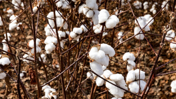 A close up of mature cotton plants.