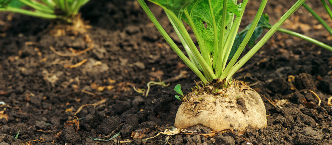 Sugar beet root in ground, cultivated crop in the field.