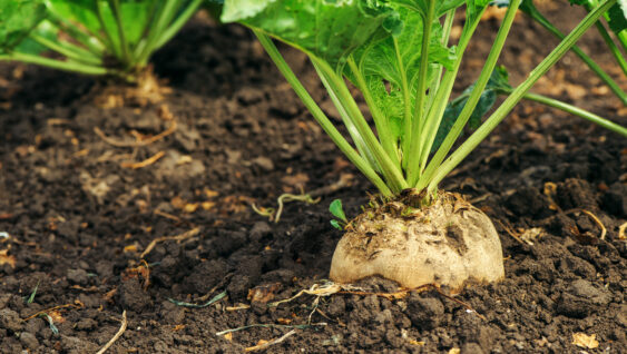 Sugar beet root in ground, cultivated crop in the field.