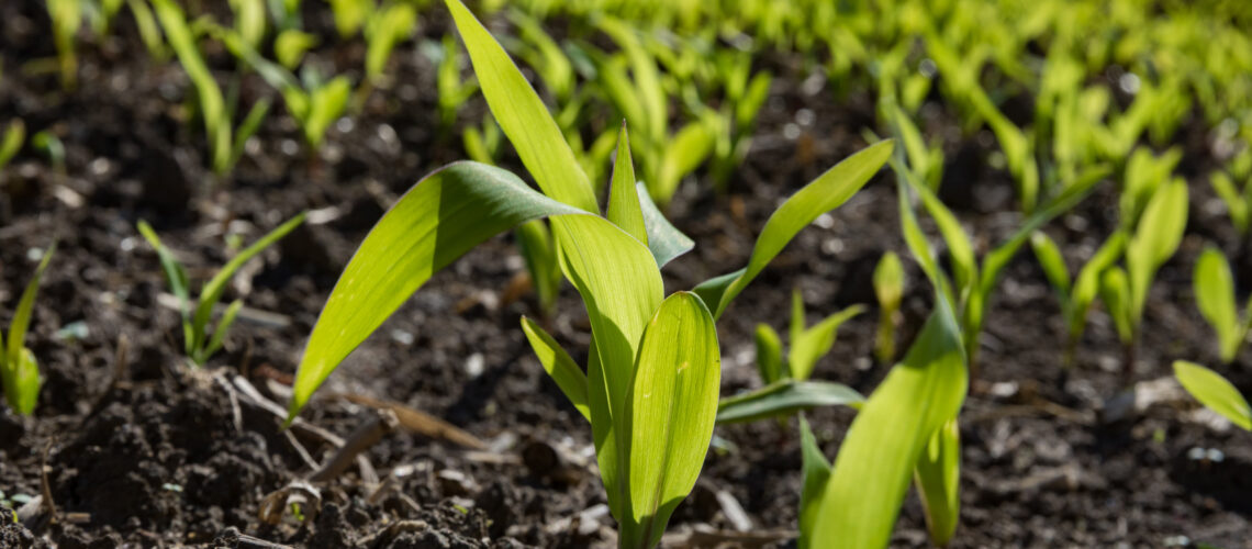 A close up of young corn plants sprouting.