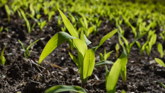 A close up of young corn plants sprouting.