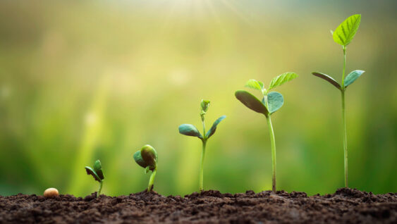Soybean growth in farm with green leaf background.