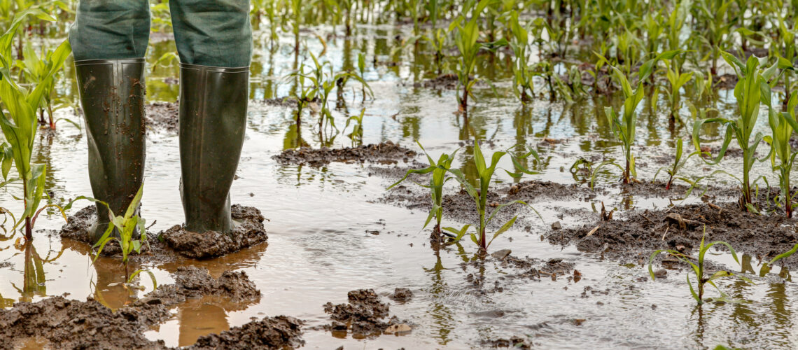A farmer stands in his flooded maize field with rubber boots.