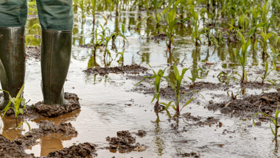 A farmer stands in his flooded maize field with rubber boots.