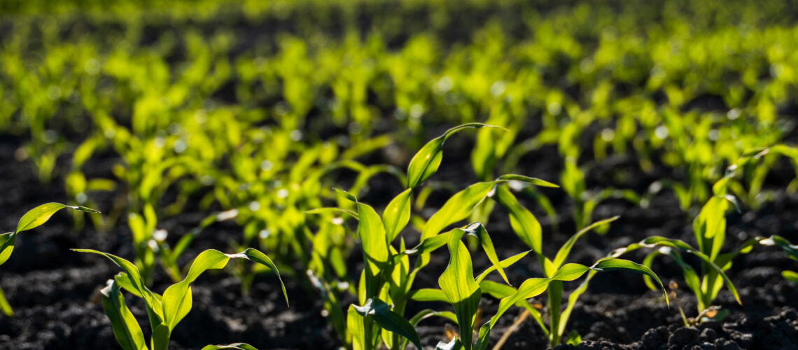 Growing young green corn seedling sprouts in cultivated agricultural farm field, shallow depth of field.