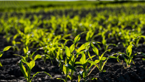 Growing young green corn seedling sprouts in cultivated agricultural farm field, shallow depth of field.