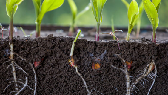 Fresh green corn plants with visible roots cutaway.