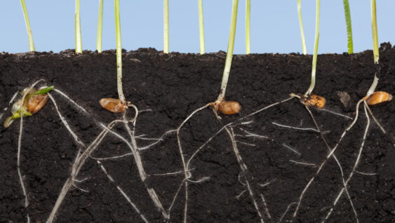 Cutaway view in soil of growing wheat grains root system