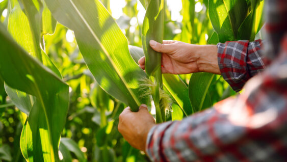 Farmer agronomist standing in green field, holding corn leaf.