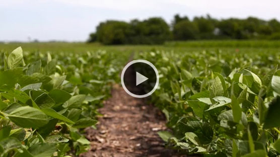 Using K to Suppress Pests and Pathogens