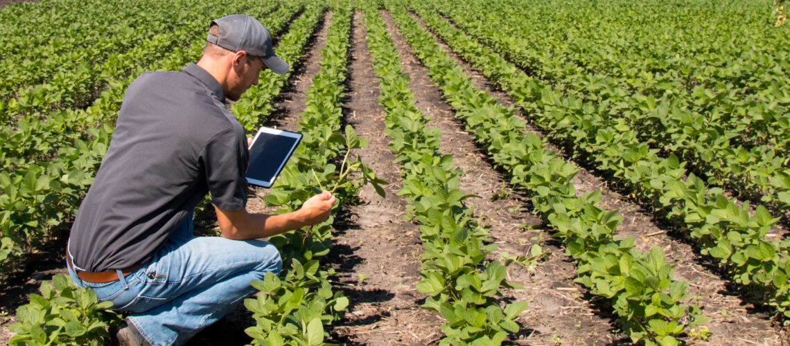Agronomist Using a Tablet in an Agricultural Field.