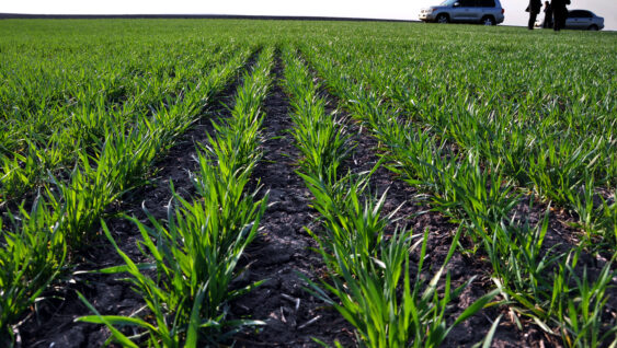 Good crops of winter wheat in the spring farm field.