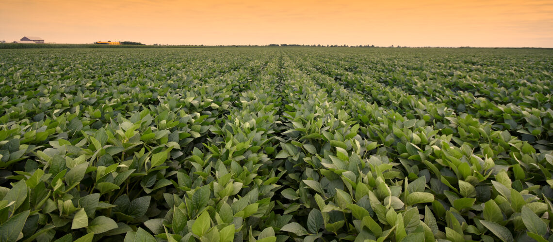 A field with rows of green growing soybean plants.
