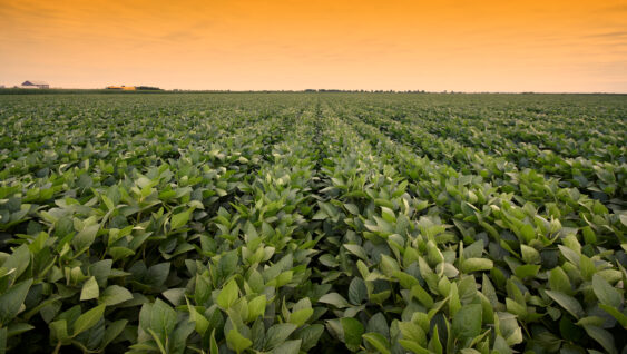 A field with rows of green growing soybean plants.