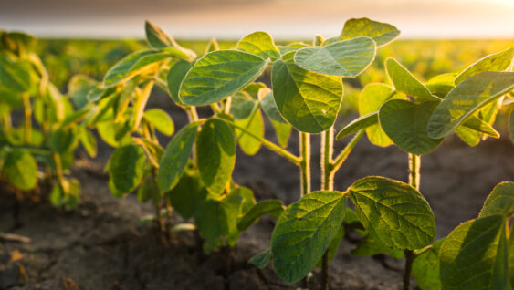Agricultural soy plantation on sunny day - Green growing soybeans plant against sunlight.