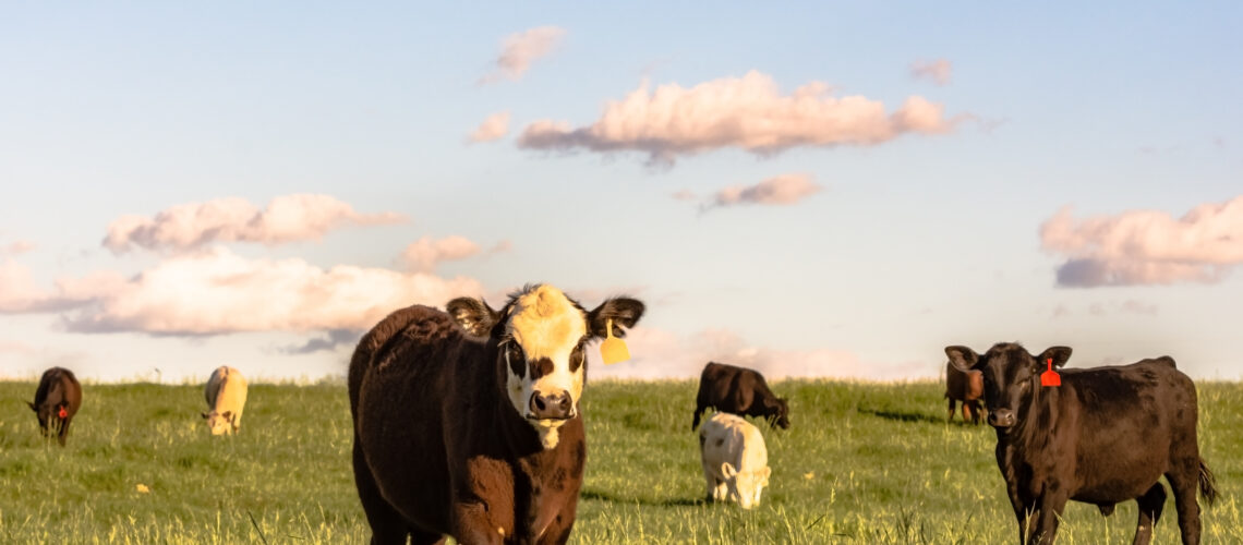 Angus crossbred stocker cattle in a lush rye grass pasture at sunset.