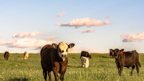 Angus crossbred stocker cattle in a lush rye grass pasture at sunset.