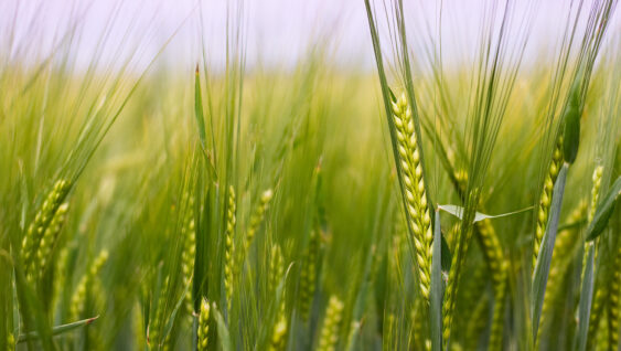 Detail of barley field. Young barley plants in the field. Blurred background.