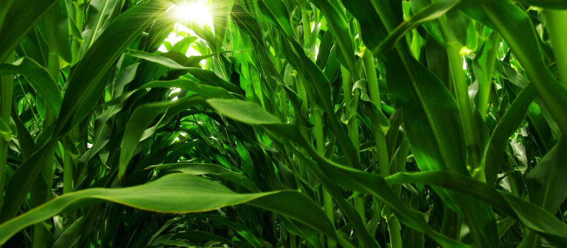 A close up of a green field of young corn under the sunlight.