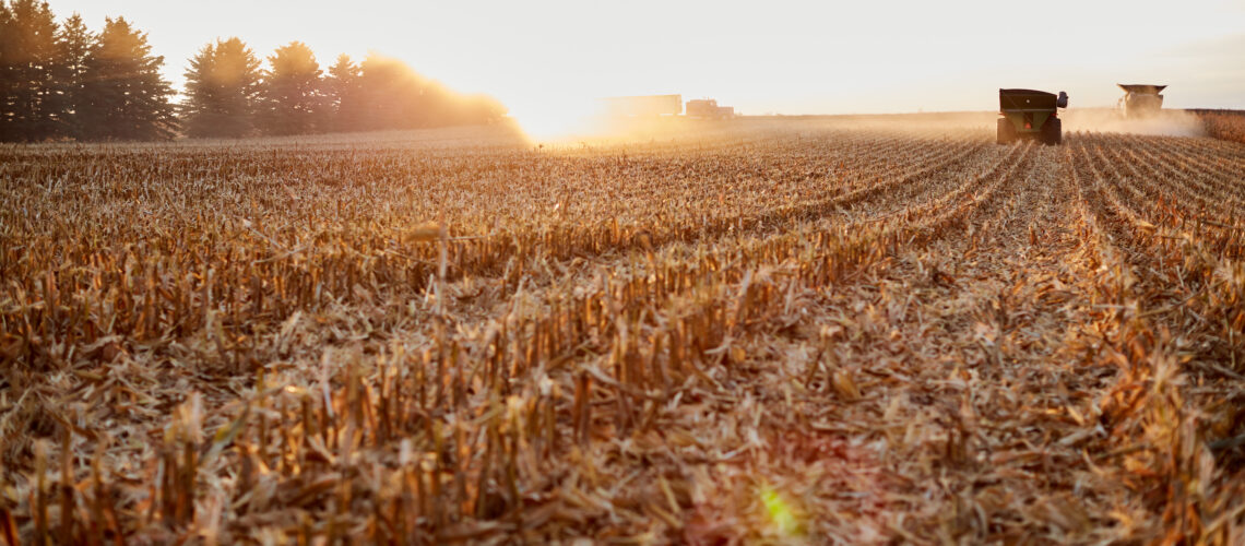 Freshly harvested backlit maize field stubble at sunset with sun flare from the fiery sun.