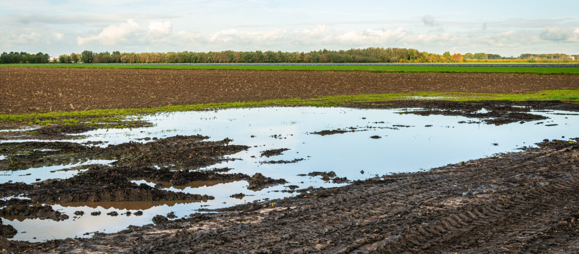 Wet Dutch agricultural field with puddles. Tire tracks of a tractor are visible in the foreground.