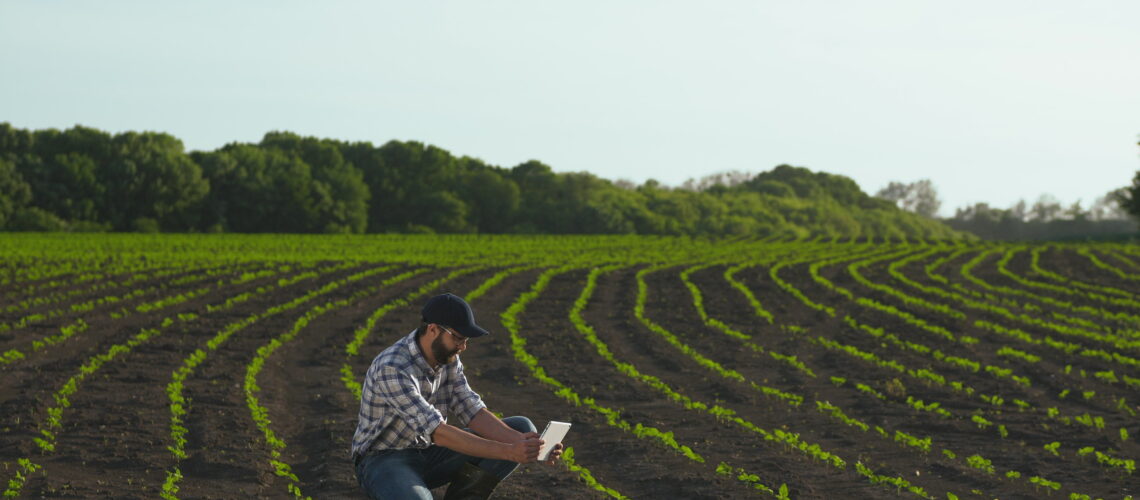A farmer in a field in spring makes the photo with a digital tablet young sunflower sprouts.