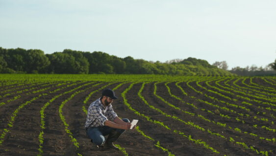 A farmer in a field in spring makes the photo with a digital tablet young sunflower sprouts.
