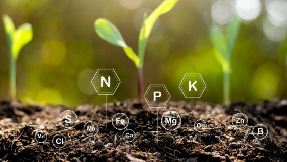 The soil is rich in minerals and various nutrients for cultivation.