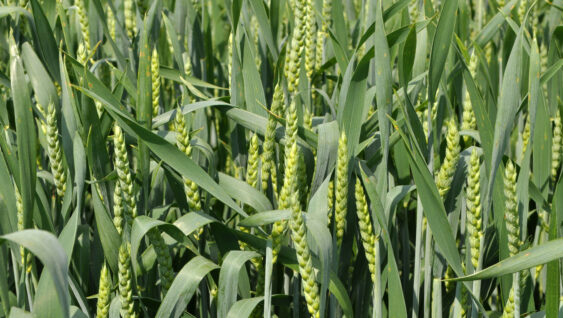 Winter wheat growing in the farm field.