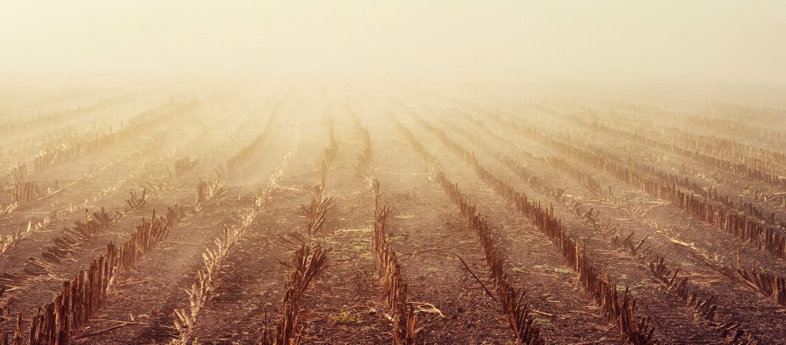 A view of a cut corn field with rows of stubble on a foggy day.