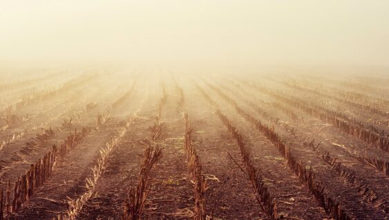 A view of a cut corn field with rows of stubble on a foggy day.